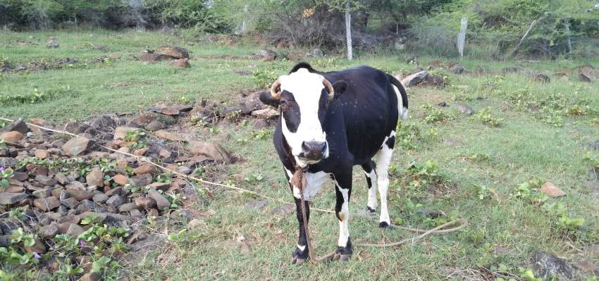 Vache - 2 - Other Animals  on Aster Vender