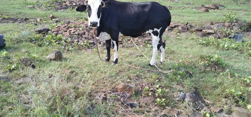 Vache - 1 - Other Animals  on Aster Vender