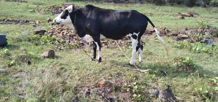 Vache - 0 - Other Animals  on Aster Vender