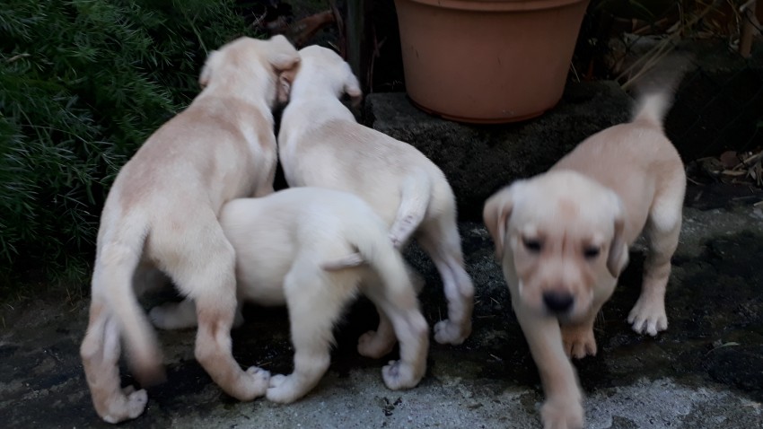Puppies  Labrador  - 0 - Dogs  on Aster Vender