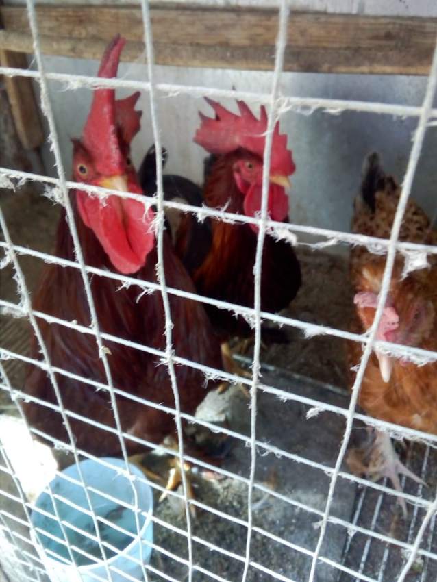 Hens /cock - 0 - Other Pets  on Aster Vender