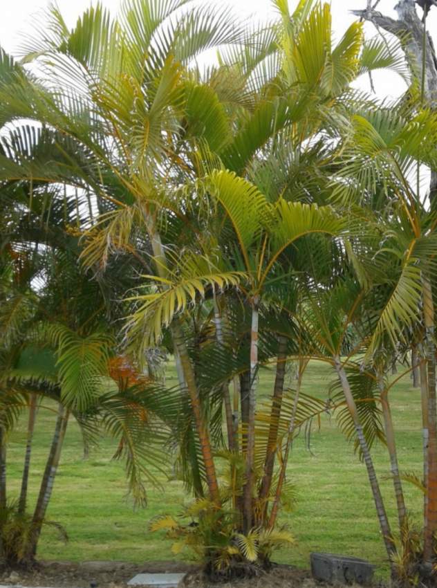 Palm mutipliant tree - 1 - Plants and Trees  on Aster Vender