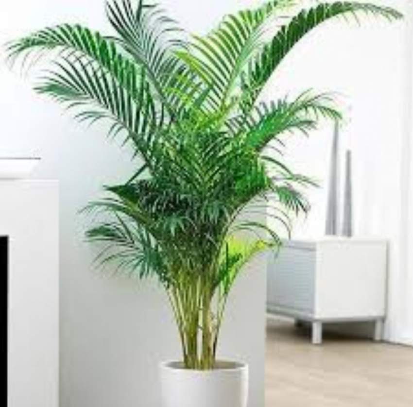 Palm mutipliant tree - 2 - Plants and Trees  on Aster Vender