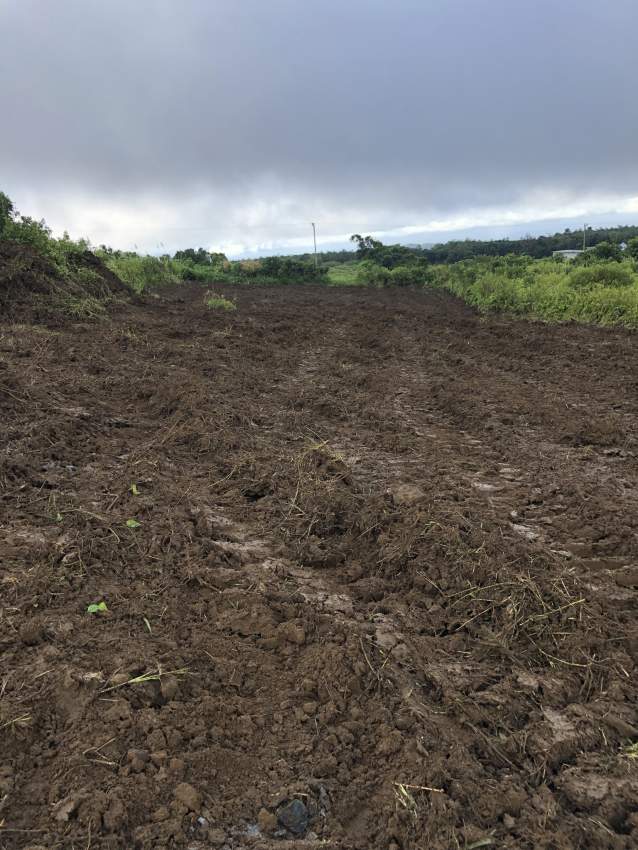 Land for sale  - 1 - Plants and Trees  on Aster Vender