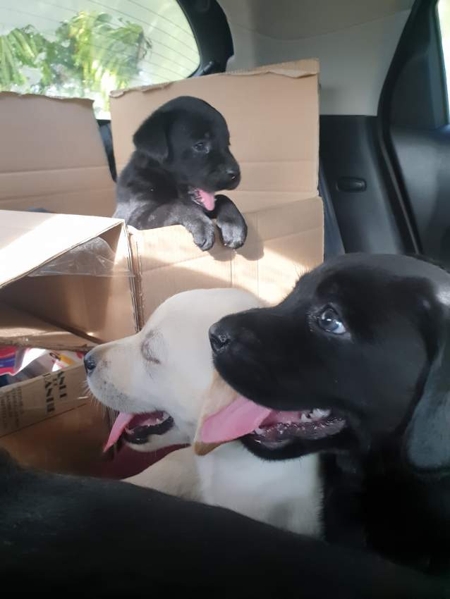 Labrador Puppies - 2 - Dogs  on Aster Vender