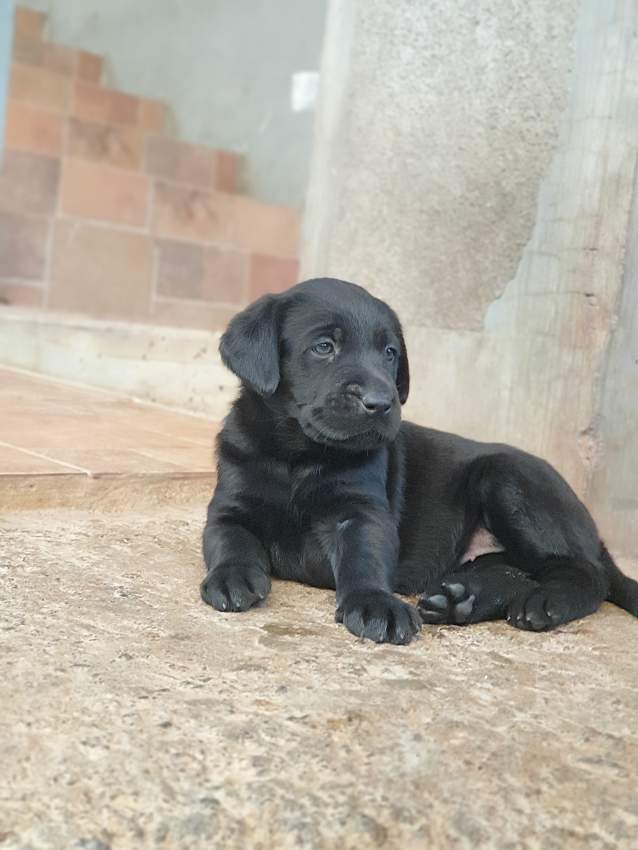 Labrador Puppies - 3 - Dogs  on Aster Vender