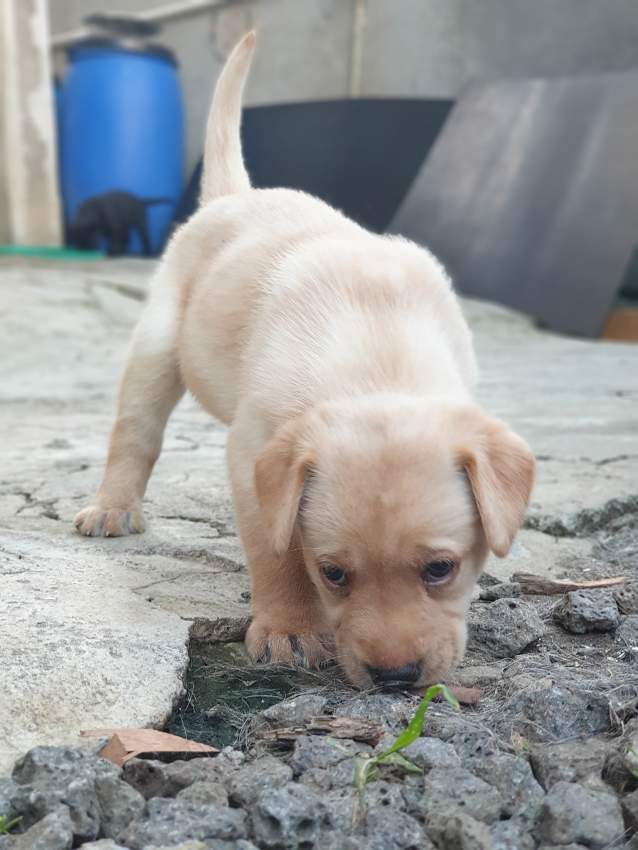 Labrador Puppies - 5 - Dogs  on Aster Vender