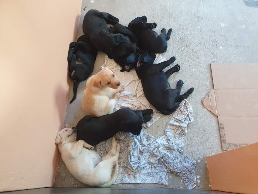 Labrador Puppies - 0 - Dogs  on Aster Vender