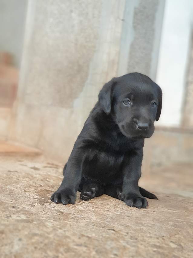 Labrador Puppies - 4 - Dogs  on Aster Vender