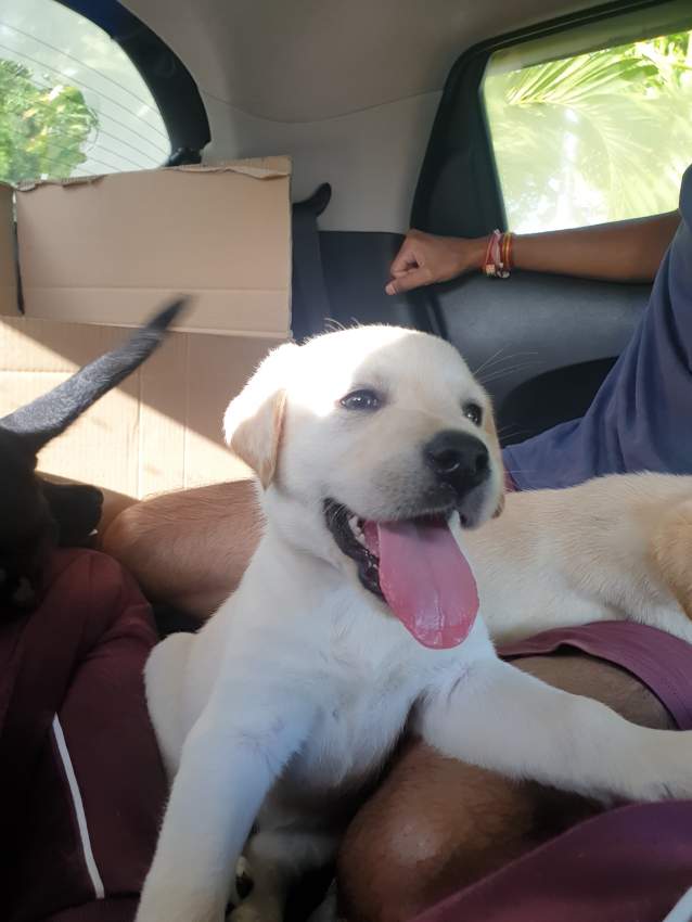 Labrador Puppies - 1 - Dogs  on Aster Vender