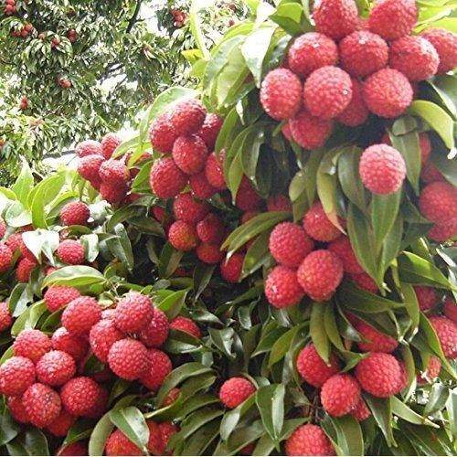 x100 Lychee/Litchi Plants for sale - 9 - Plants and Trees  on Aster Vender