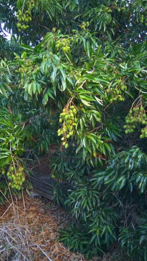 x100 Lychee/Litchi Plants for sale - 4 - Plants and Trees  on Aster Vender