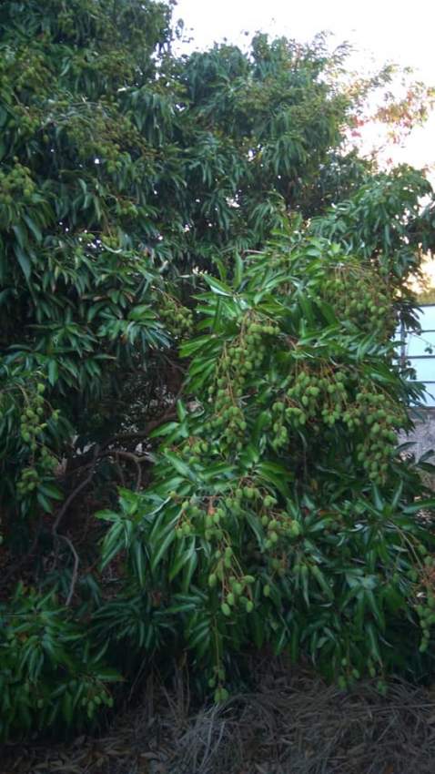 x100 Lychee/Litchi Plants for sale - 8 - Plants and Trees  on Aster Vender