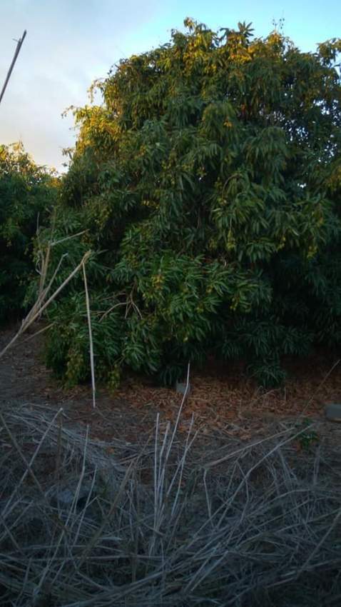 x100 Lychee/Litchi Plants for sale - 1 - Plants and Trees  on Aster Vender