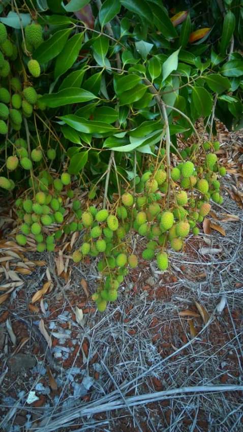 x100 Lychee/Litchi Plants for sale - 5 - Plants and Trees  on Aster Vender
