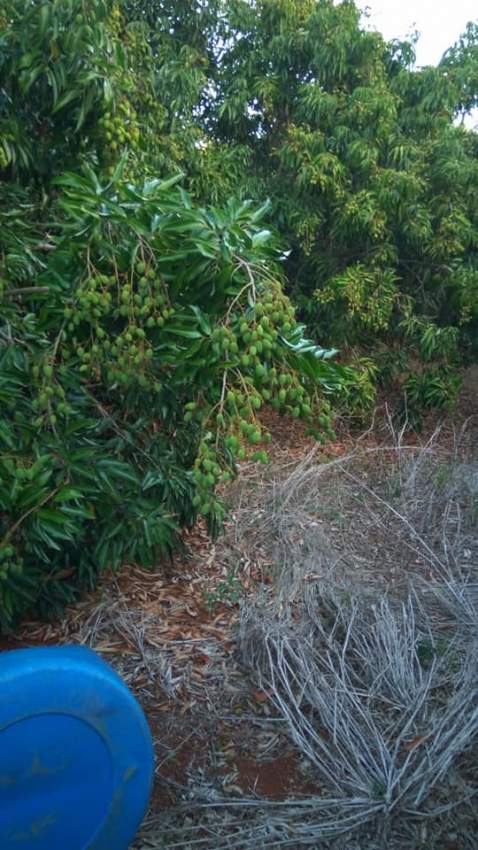 x100 Lychee/Litchi Plants for sale - 6 - Plants and Trees  on Aster Vender