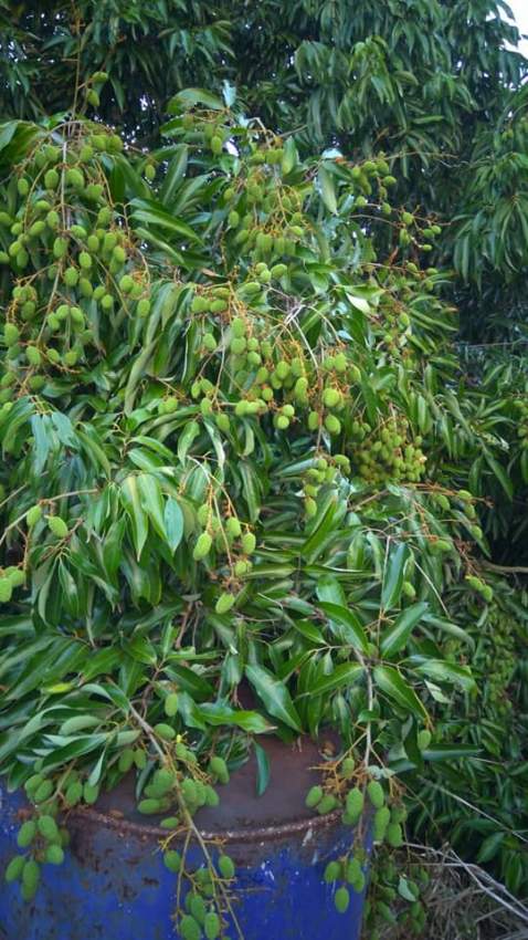 x100 Lychee/Litchi Plants for sale - 2 - Plants and Trees  on Aster Vender