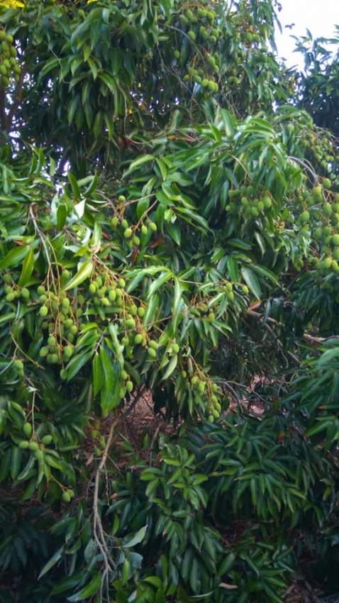 x100 Lychee/Litchi Plants for sale - 3 - Plants and Trees  on Aster Vender