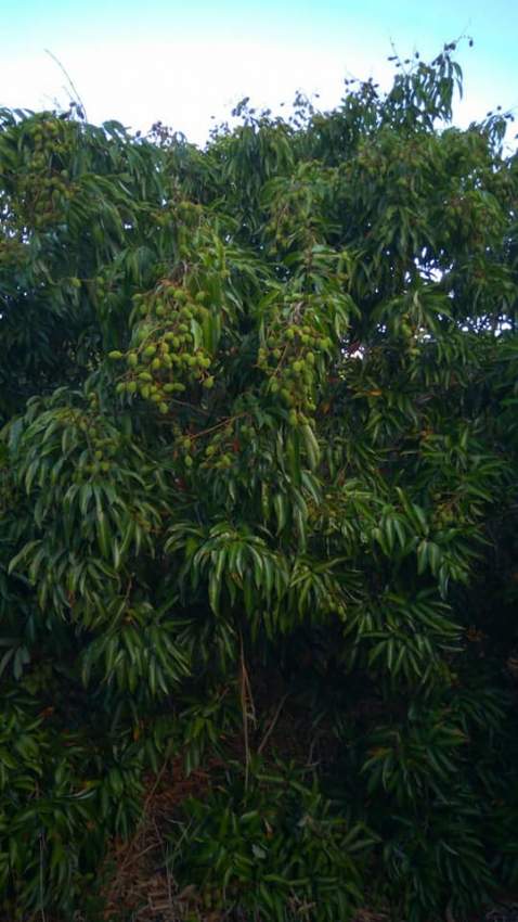 x100 Lychee/Litchi Plants for sale - 7 - Plants and Trees  on Aster Vender