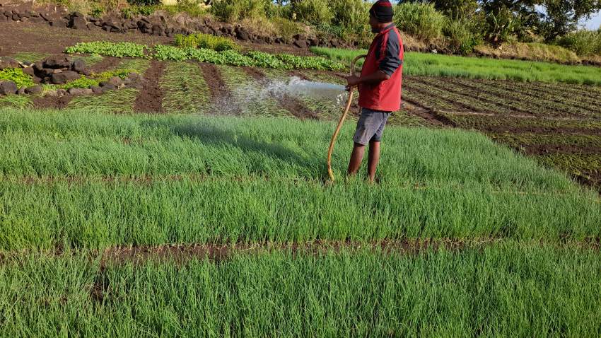 Plants oignons - 0 - Health Products  on Aster Vender