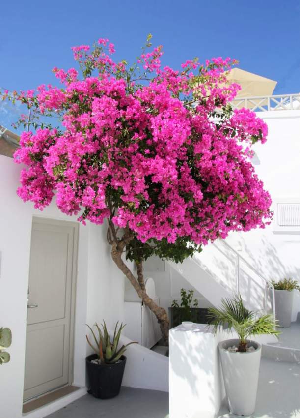 Bougainvillea peache colour  - 1 - Plants and Trees  on Aster Vender