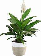 Plants - 3 - Plants and Trees  on Aster Vender