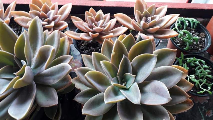 Plants - 1 - Plants and Trees  on Aster Vender