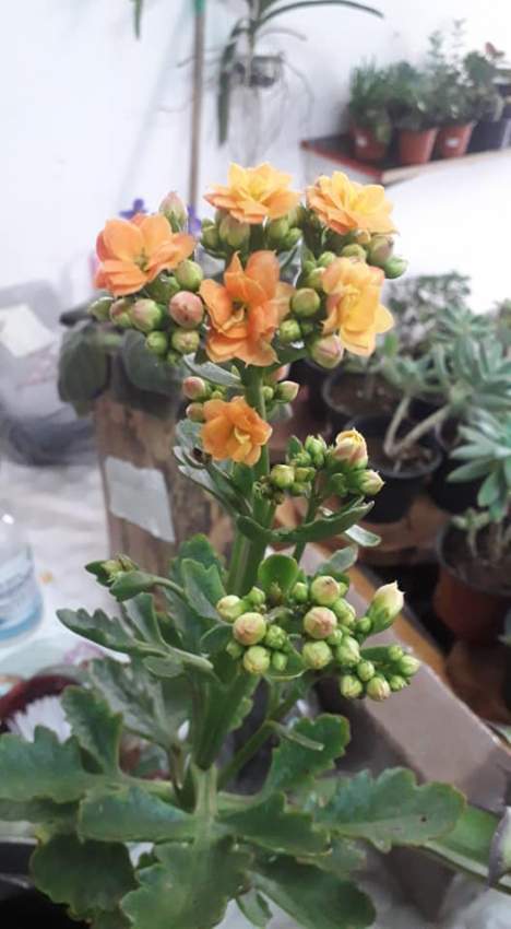 Plants - 0 - Plants and Trees  on Aster Vender