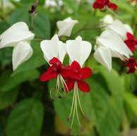 Plants - 2 - Plants and Trees  on Aster Vender