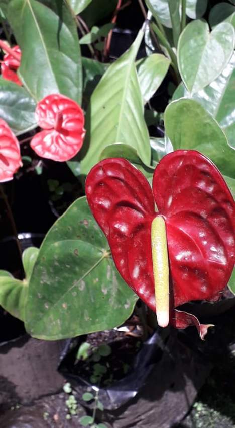 Plants - 5 - Plants and Trees  on Aster Vender