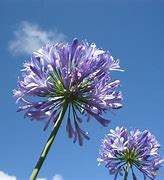 Novembrier mauve - 0 - Plants and Trees  on Aster Vender