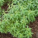 Verveine-citronnelle - 0 - Plants and Trees  on Aster Vender