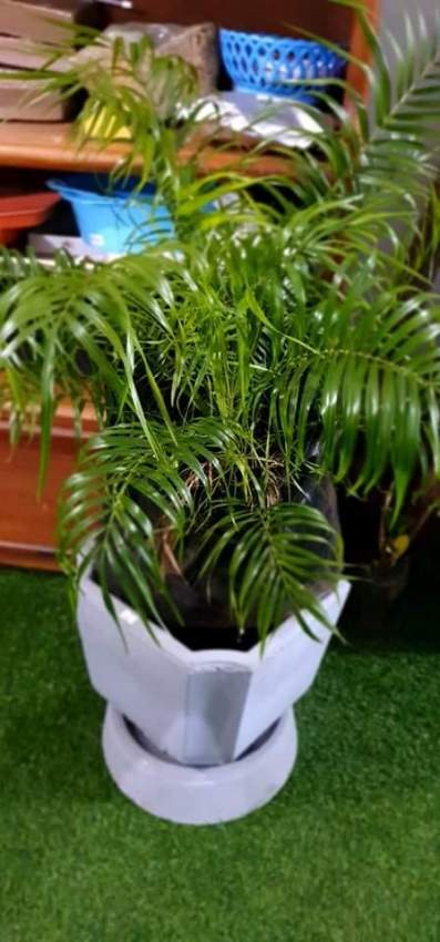 Datier Nain - 0 - Plants and Trees  on Aster Vender