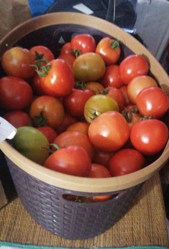 Greenhouse Tomate and Tomatoes - 0 - Vegetables  on Aster Vender