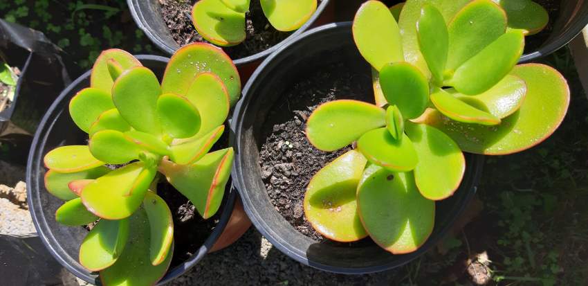 Jade plant - 2 - Plants and Trees  on Aster Vender