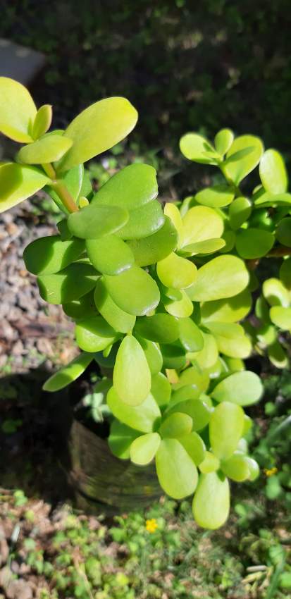 Jade plant - 1 - Plants and Trees  on Aster Vender