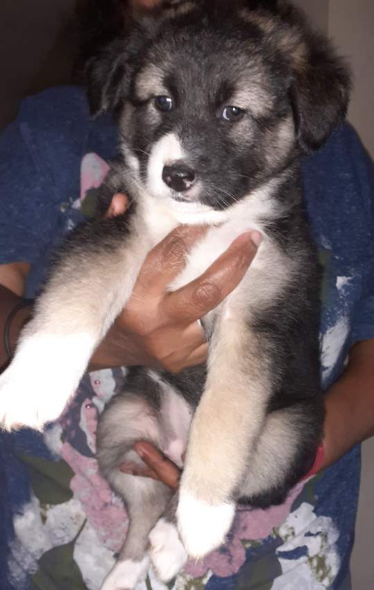 Puppies for sale - 1 - Dogs  on Aster Vender