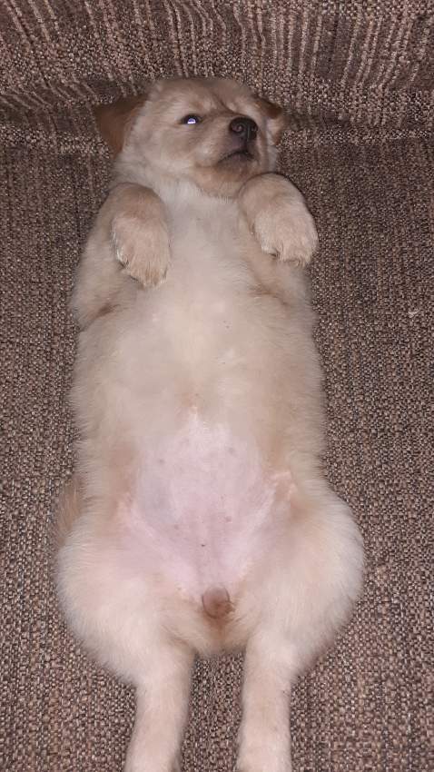 Puppies for sale - 2 - Dogs  on Aster Vender