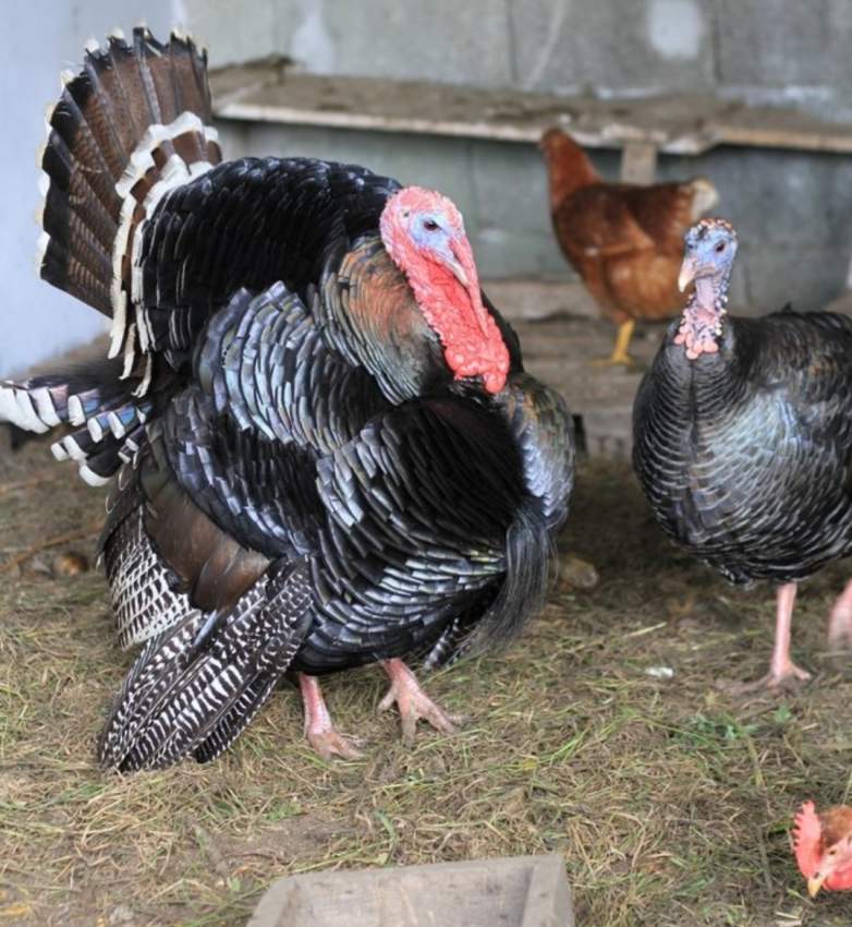Pair of turkey - 0 - Birds  on Aster Vender