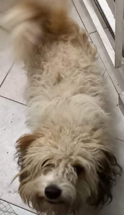 Dogs - 0 - Dogs  on Aster Vender