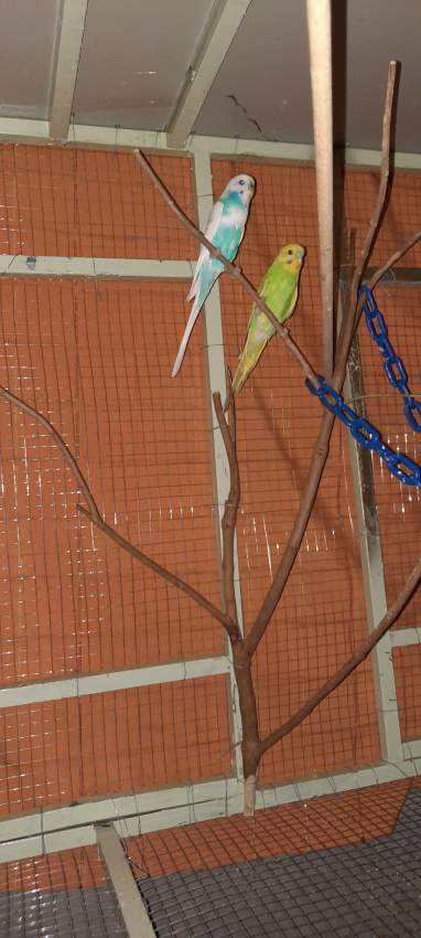 Bird for sale  - 0 - Birds  on Aster Vender