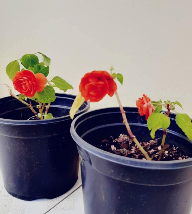 Binjamin fleur forme de Rose (0range) - 0 - Plants and Trees  on Aster Vender