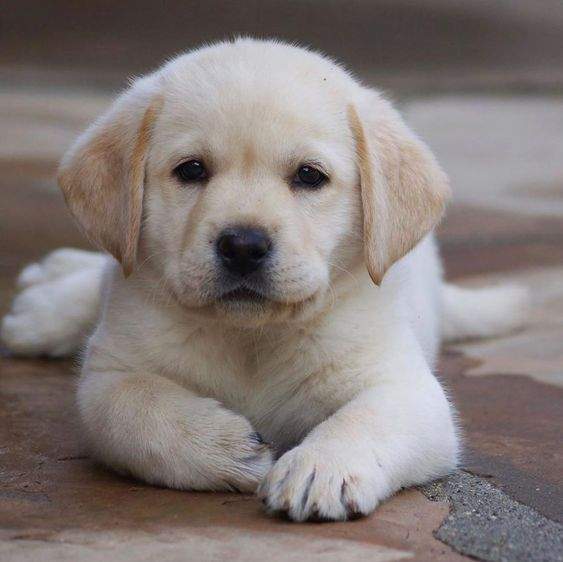 Labrador puppy for Sale - 0 - Dogs  on Aster Vender