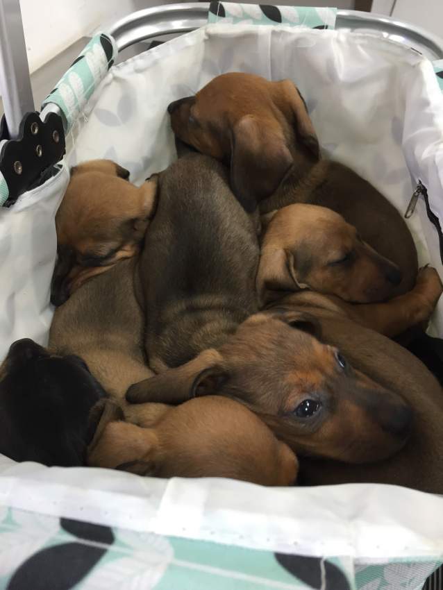 Puppy  - 1 - Dogs  on Aster Vender