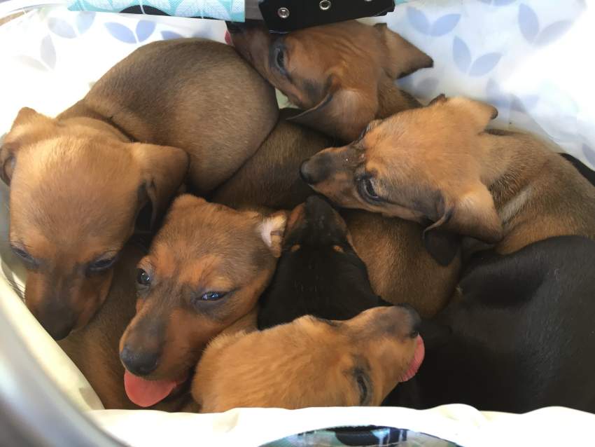 Puppy  - 0 - Dogs  on Aster Vender