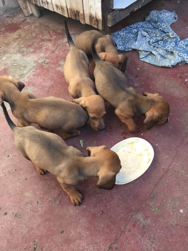 Puppy  - 2 - Dogs  on Aster Vender
