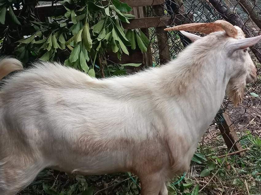 Bouc - 0 - Goats  on Aster Vender