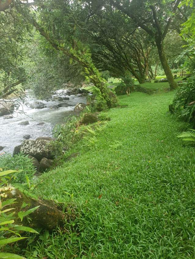 Golden opportunity - 5 - Land  on Aster Vender