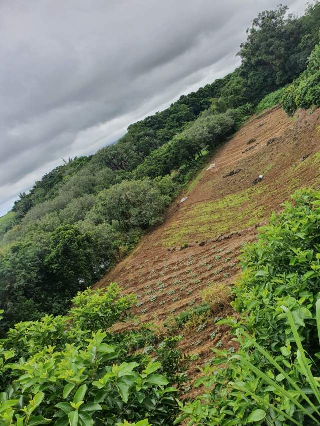 Golden opportunity - 1 - Land  on Aster Vender