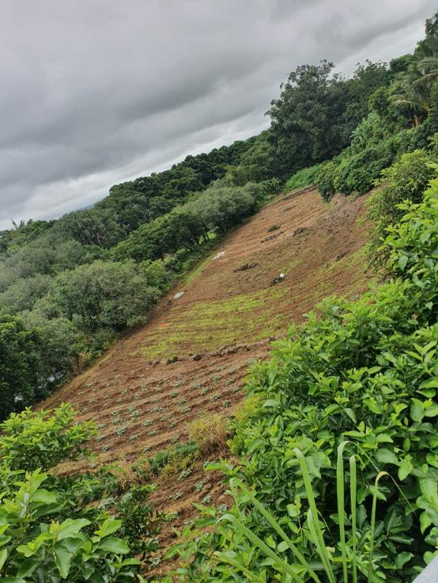 Golden opportunity - 2 - Land  on Aster Vender